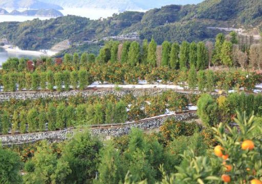 風景：愛媛県八幡浜市真穴地区。